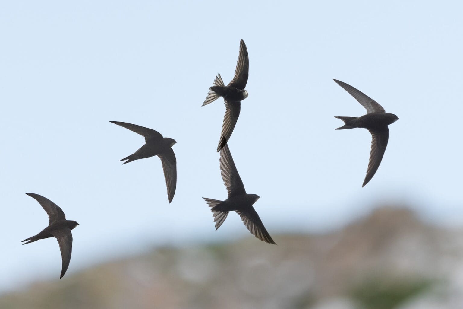 Swifts flying in the sky